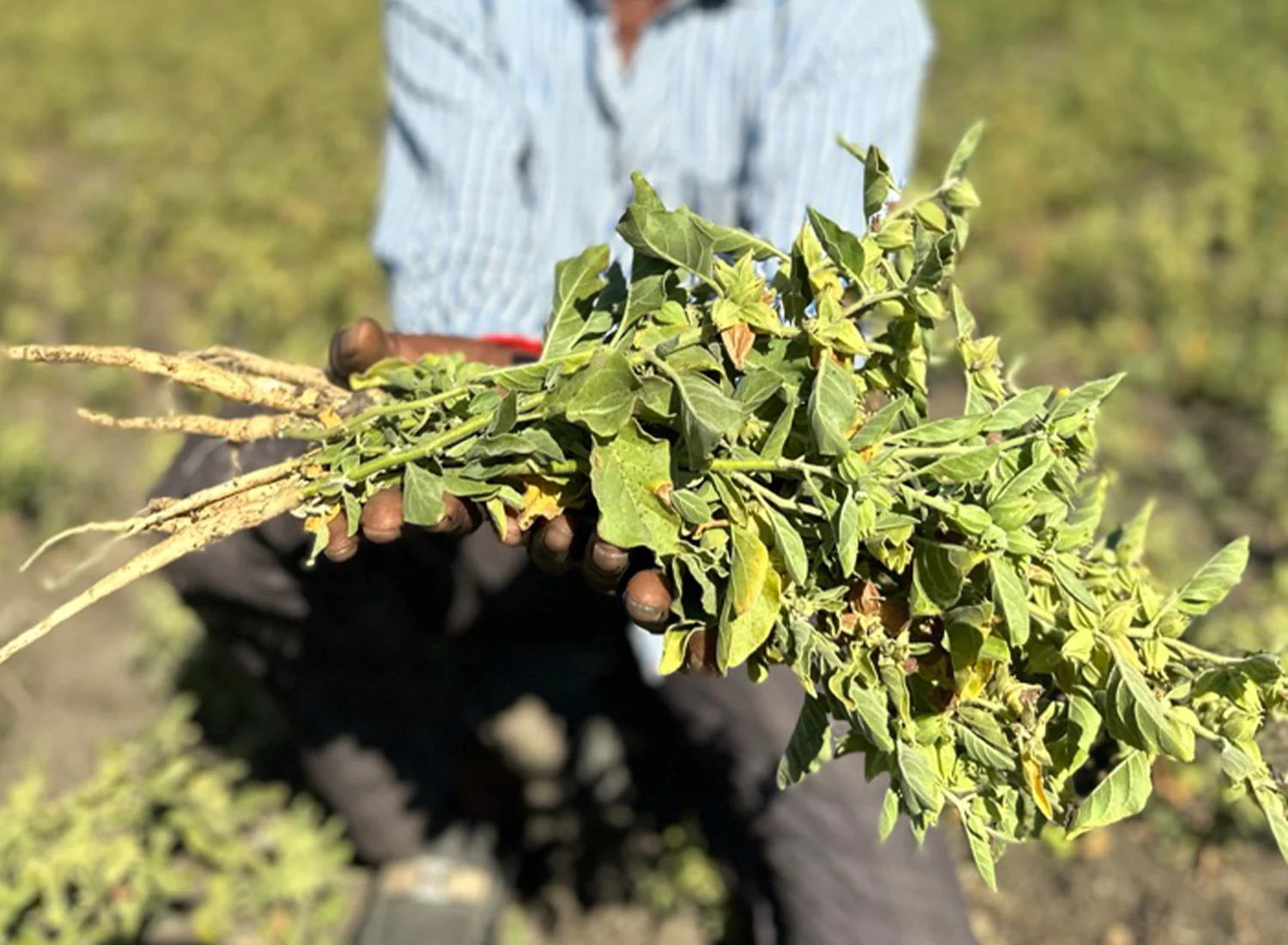 fresh ashwagandha plant